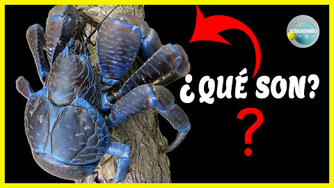 ESTE ES EL CANGREJO MÁS GRANDE DEL PLANETA