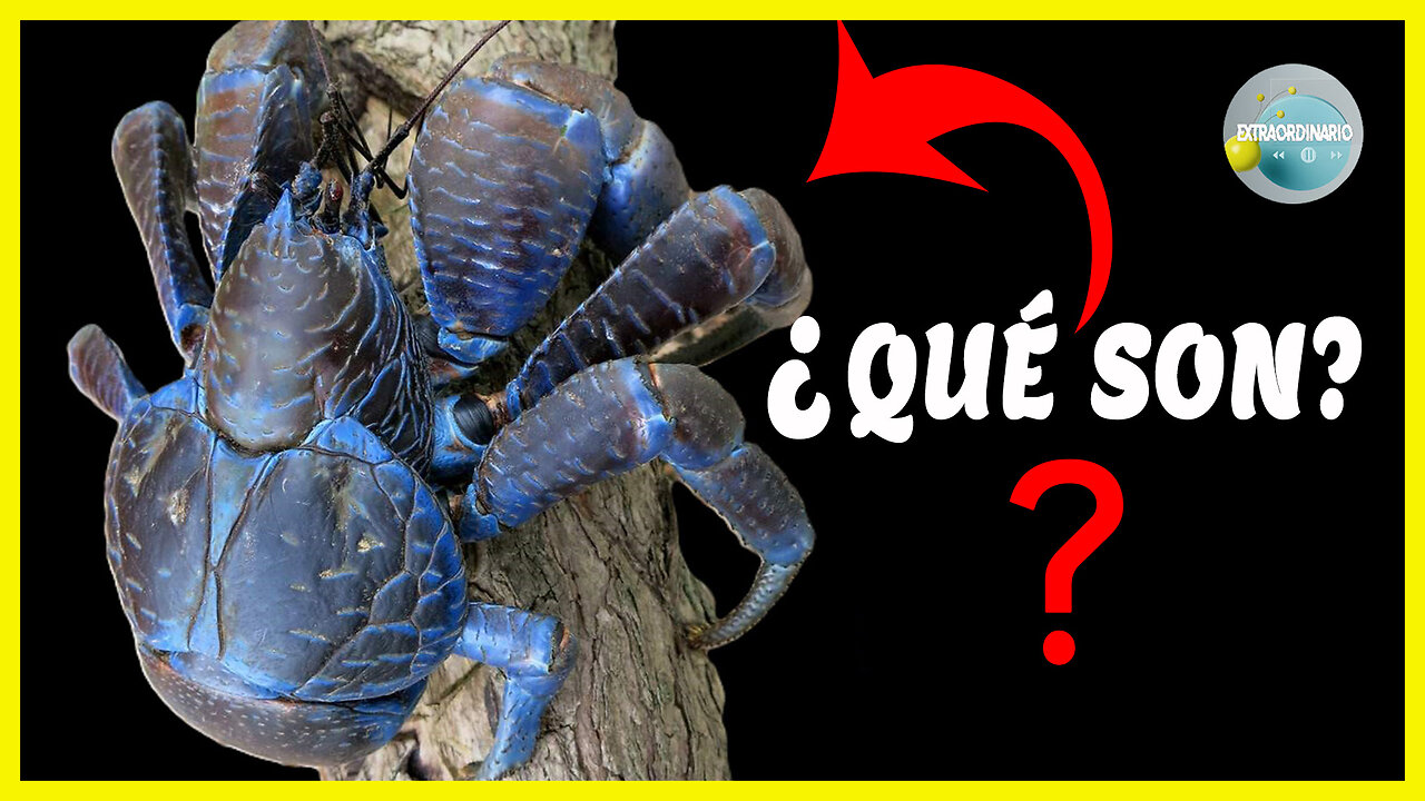 ESTE ES EL CANGREJO MÁS GRANDE DEL PLANETA