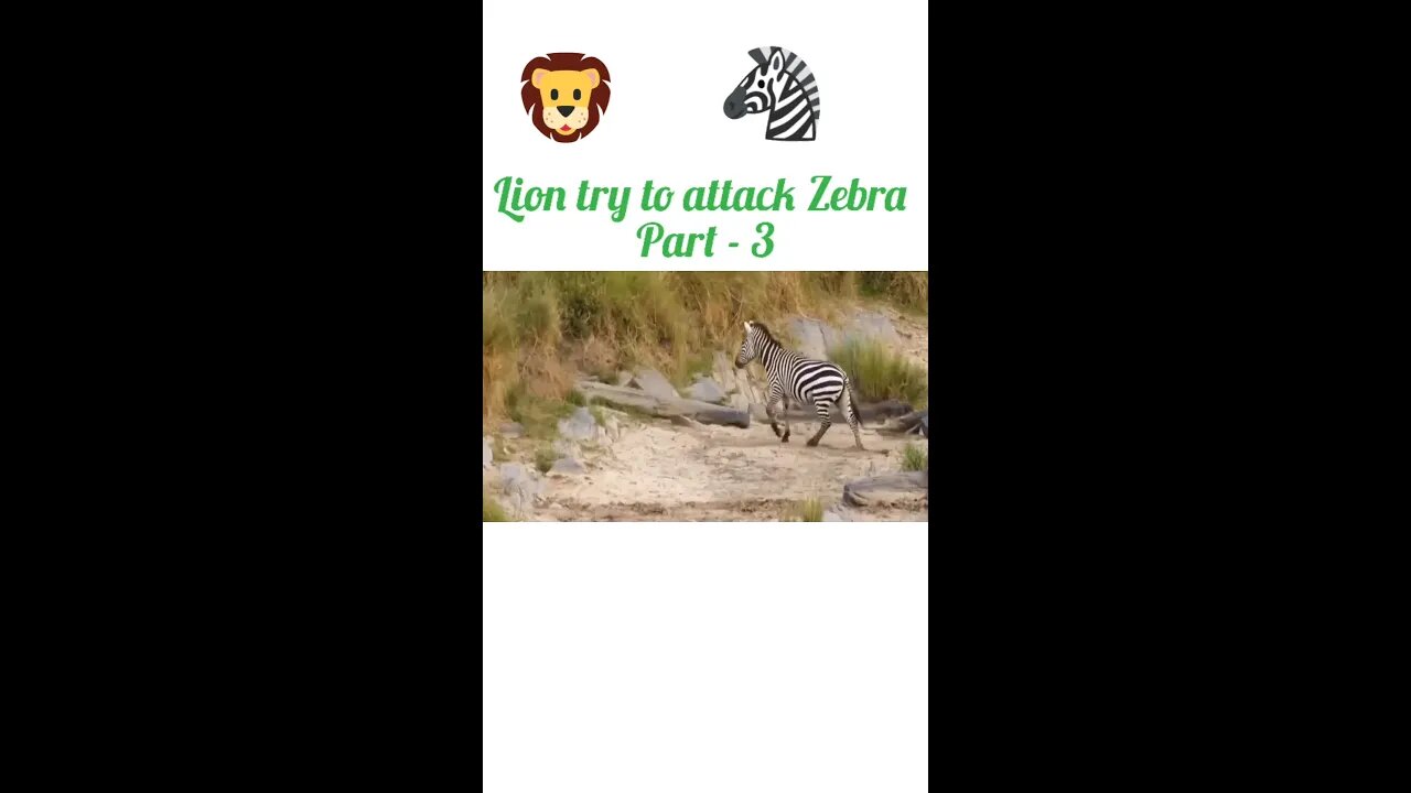 Lion try to attack zebra 🦓 part - 3#shorts #yuotubeshorts #shortvideo