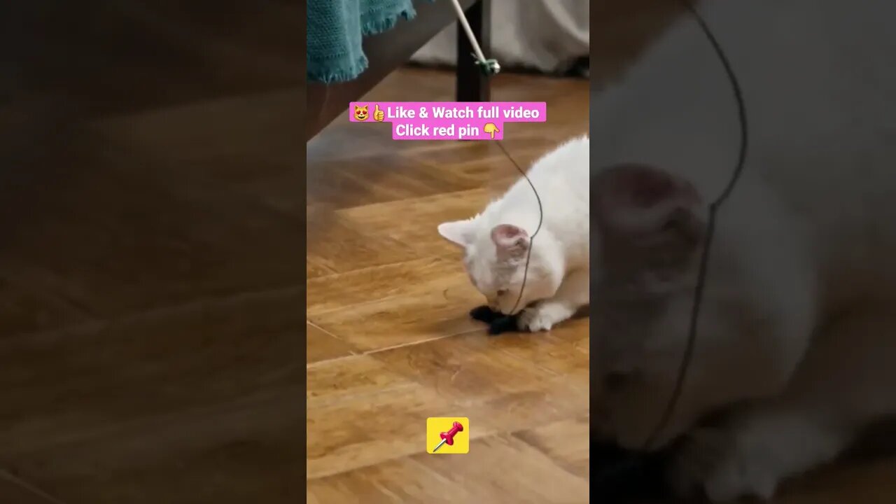 cute cat videos 😹funny videos 😂1343😻#shorts #catvideos #funnycatsvideos #cat #funny_cat #catplays