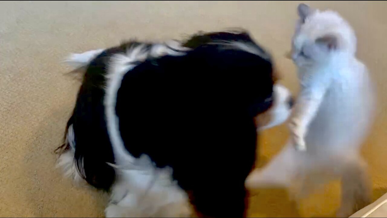 King Charles Cavalier And Ragdoll Kitten Playfully Spar