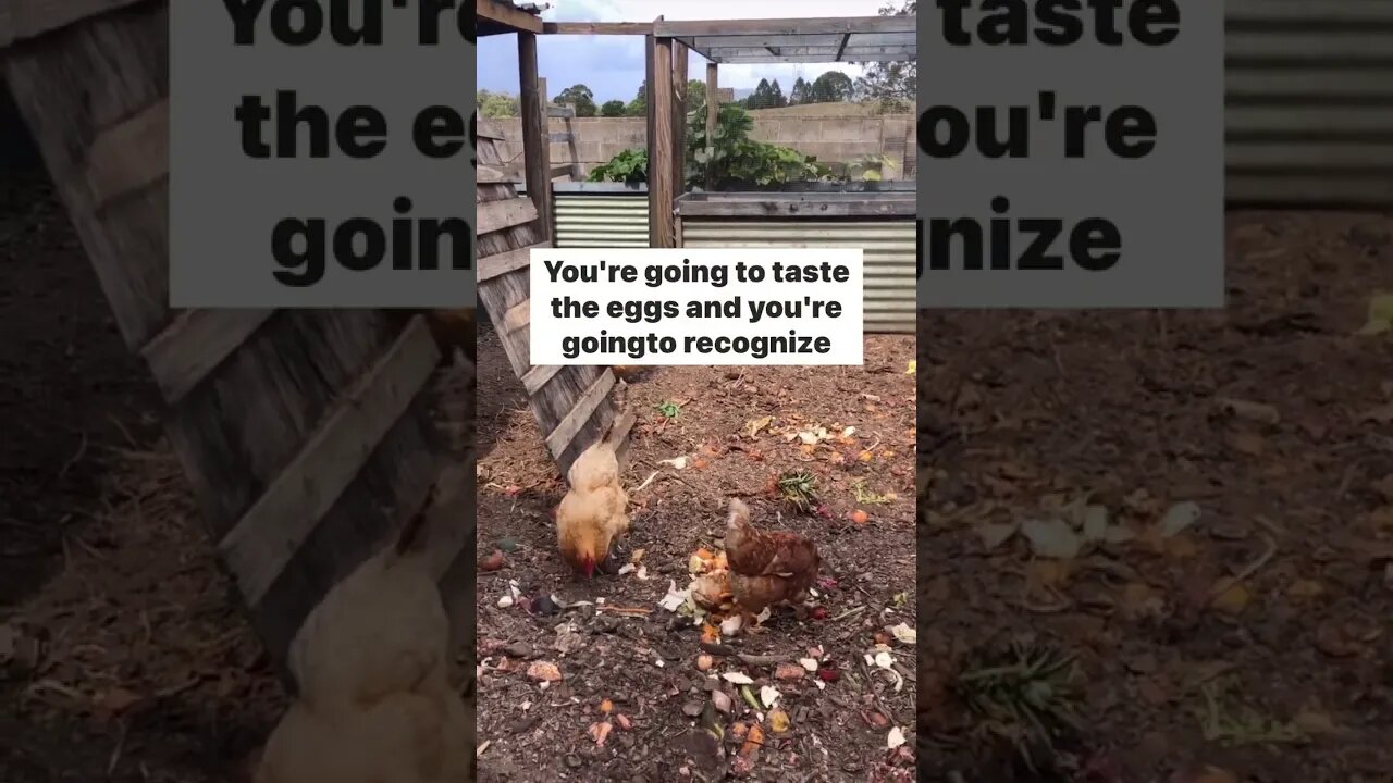 Backyard Chickens