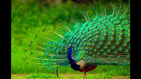 Peacock Dancing