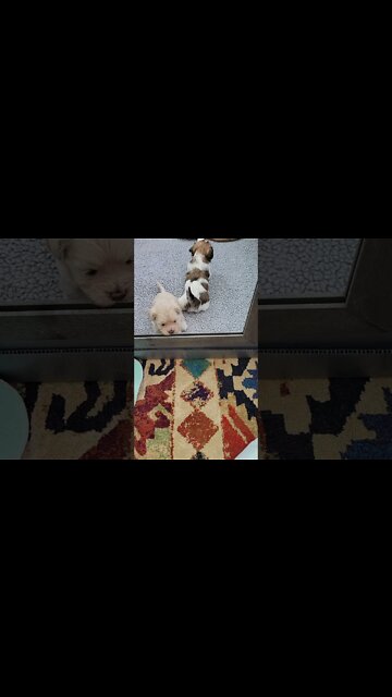 Lucas & Lydia Playing Hard