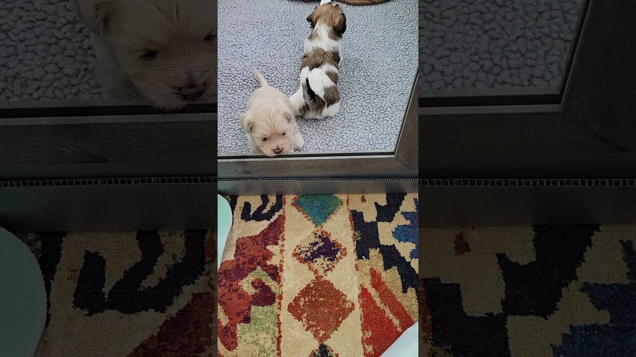 Lucas & Lydia Playing Hard