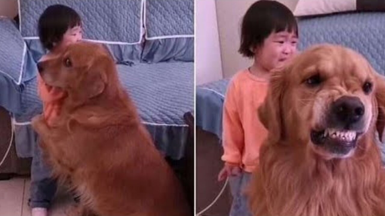 Dog Protects Little Girl From Being Scolded by Her Mother