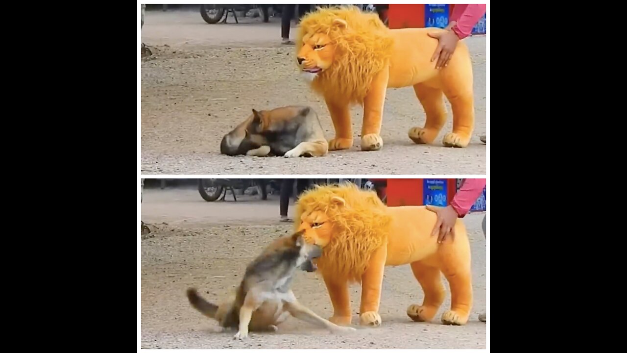Troll Prank Dog Funny & fake Lion and Fake Tiger Prank To dog & Huge Box Prank to dog