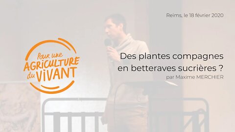 Des plantes compagnes en betteraves sucrières ?