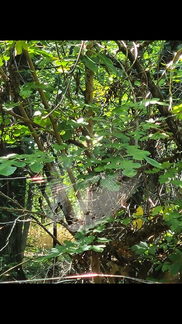 Spiderweb