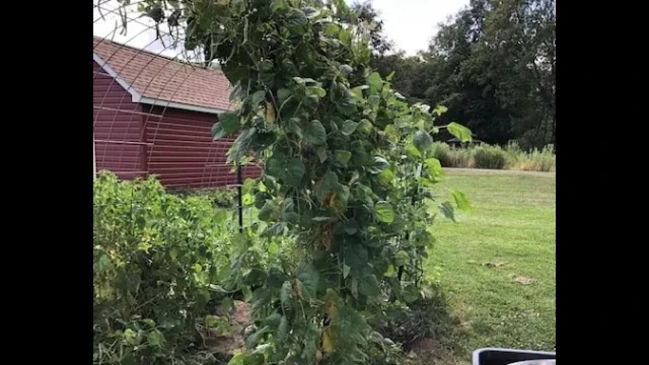 Garden Update/Tour