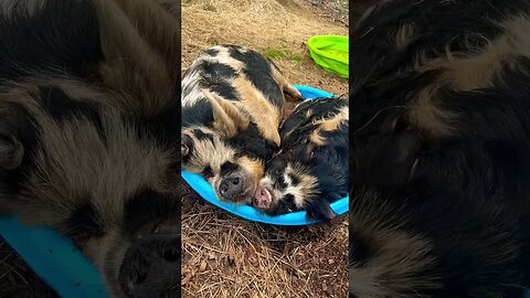 Cuddling in the pool #kunekune #pigs #pool #happy #farming #fy #fyp #farmanimals