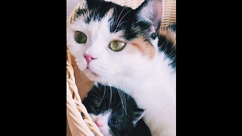 "Adorable Kitten Meets Stunning Mother Cat | Heartwarming Cat Family Moment"