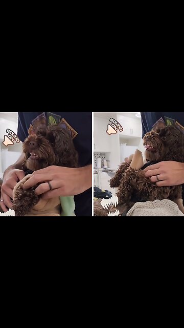 Angry pup doesn't want to take off his Halloween costume