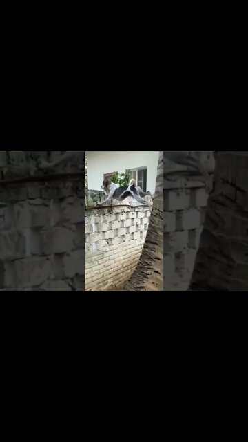 Será que é fofoqueiro?