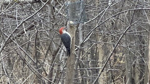 Red bellied woodpecker