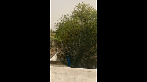 Peacock dancing