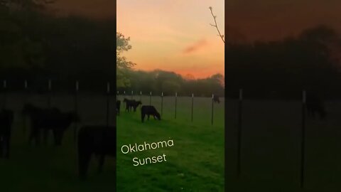 Oklahoma Sunset #calves #shorts #lighttomoderateranching