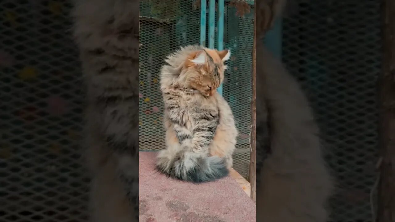 KUCING LUCU #PART 54