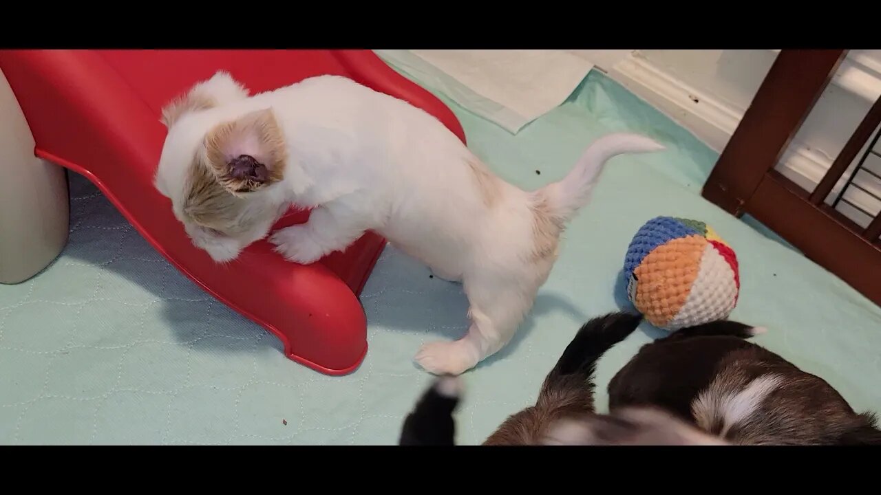 O Litter..What's Their Name? 😮 (1)