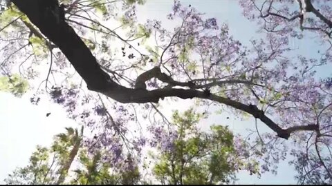 Natural flower meditation,pure mind in the garden