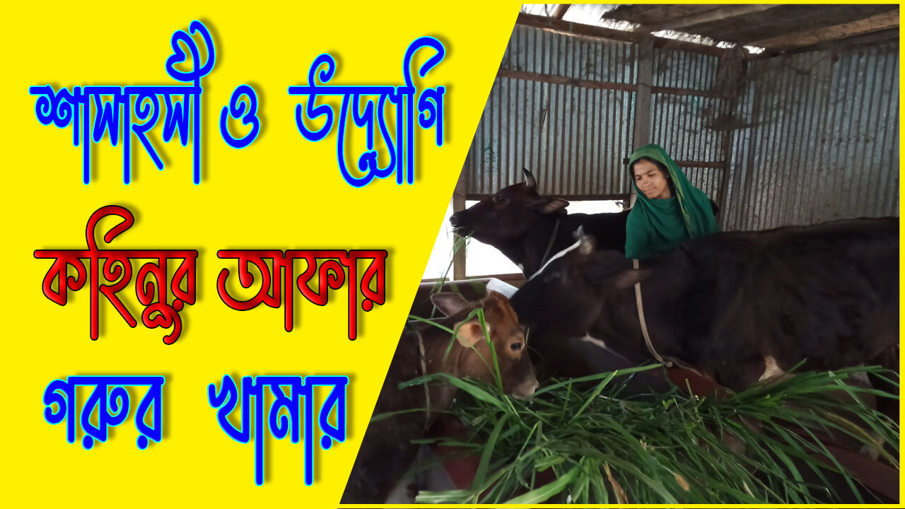 উদ্যোগি ও সাহসী কোহিনুর আপার গরুর খামার / probashi ago / প্রবাসী এগ্রো