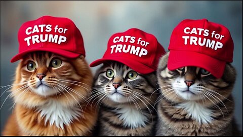 Trump has SAVED Springfield Ohio Cats from the Haitians. Cats Vote for Trump.