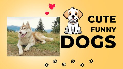 CUTE DOGS | FUNNY DOGS | PUPPY | PETS