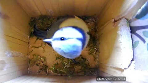 Blue Tit Nesting Behaviour