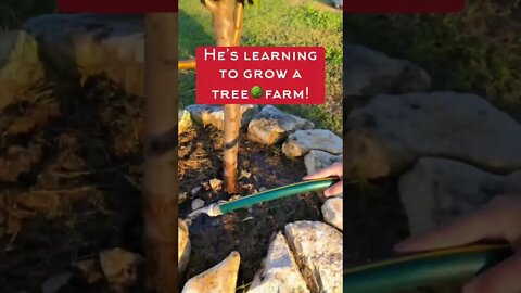 He’s learning how to grow a tree🌳farm! #shorts #viral #tiktok #trending