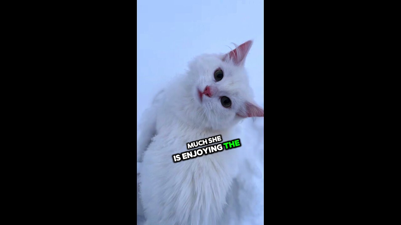this cat is very vocal😸