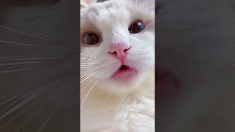 The cutest cat in the world / kitten tik tok video