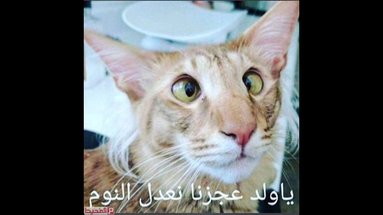 Mohamed comede