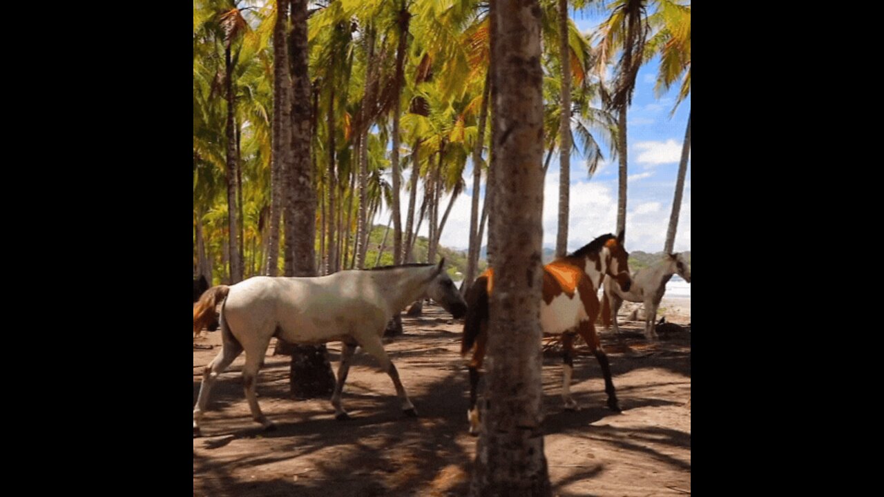 DIVERSOS CAVALOS , TREINE SEU CAVALO EM CASA LINK NA DESCRIÇÃO