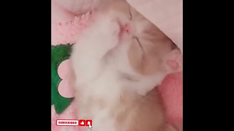 cute cat videos 😹 funny videos 😂1551