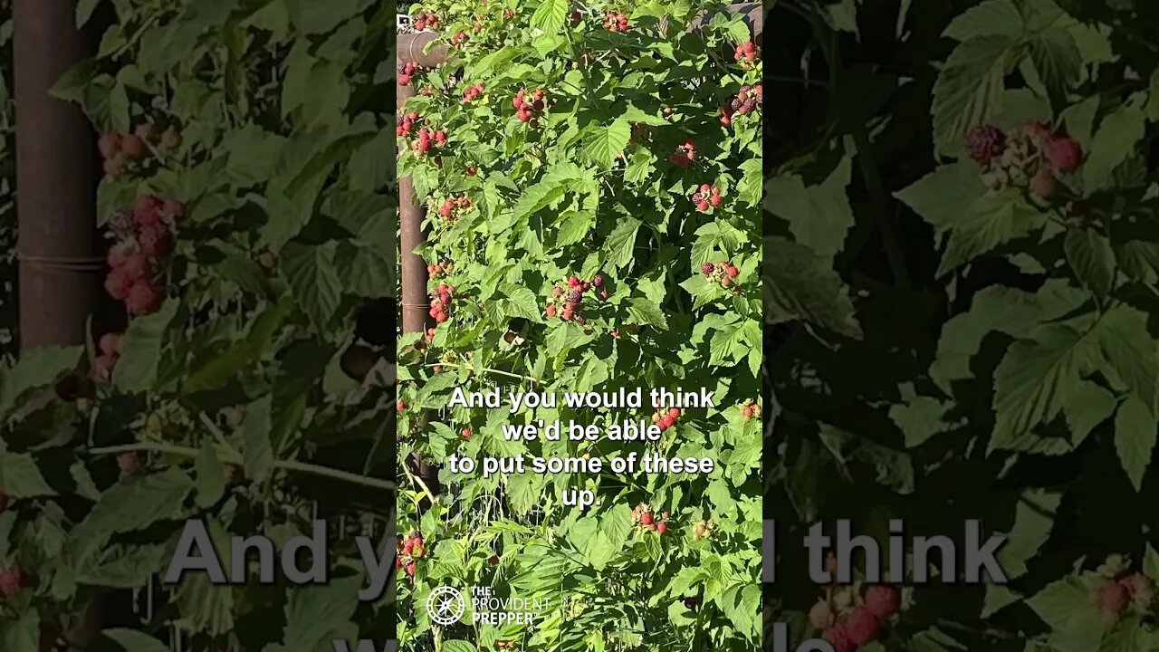 Black Raspberries: A Living Edible Security Fence #Shorts