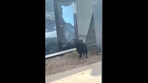 the funniest animals video of 2023 03