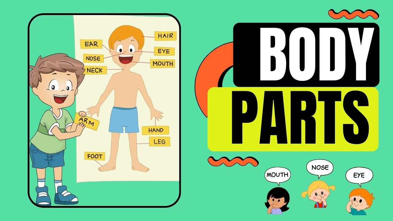 Learn Parts of Body Names | Body Parts Names for Kids | Human Body Parts | Kids English Vocabulary