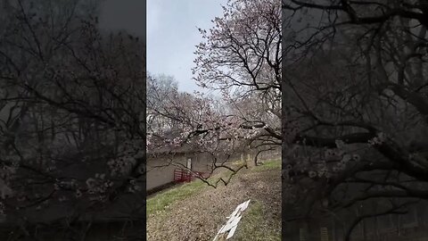 Apricot Tree Blooms /Snow & Sunshine.