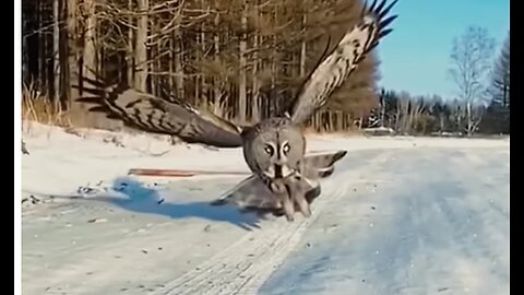 Great Horned Owl on the Hunt