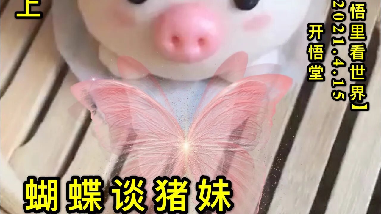 KWT1520(上)蝴蝶谈猪妹20210415-4【悟里看世界】