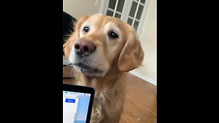 Golden retriever