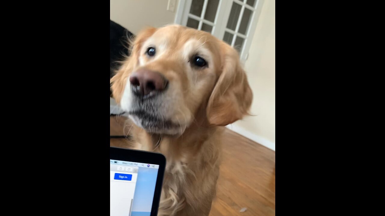 Golden retriever