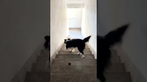 Amazing Dog Playing