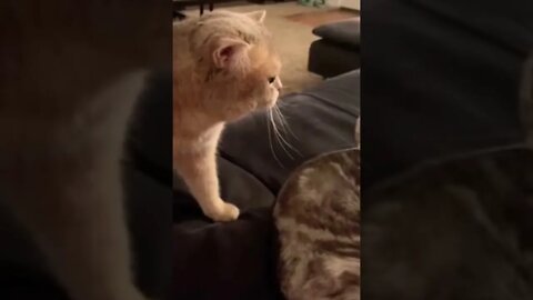 TalK TO ME 🐱-make this go viral | #shorts | #viral | #funny