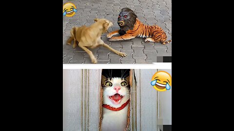 Funniest pets and animals