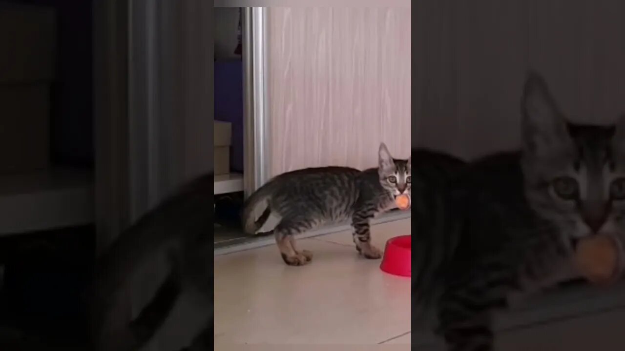 Cute Kitten is Playing with Ball - Funny Kitten Video