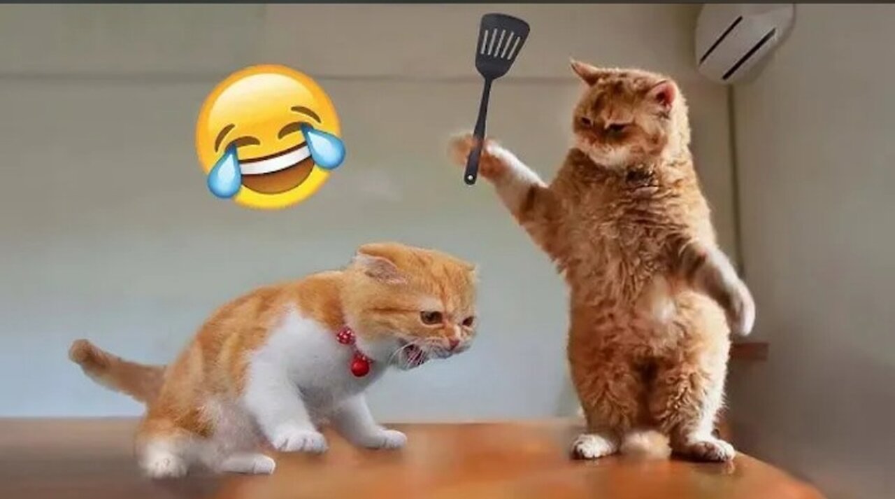 Funniest cat and dogs 🤣🤣🤣🤣// funniest animal videos