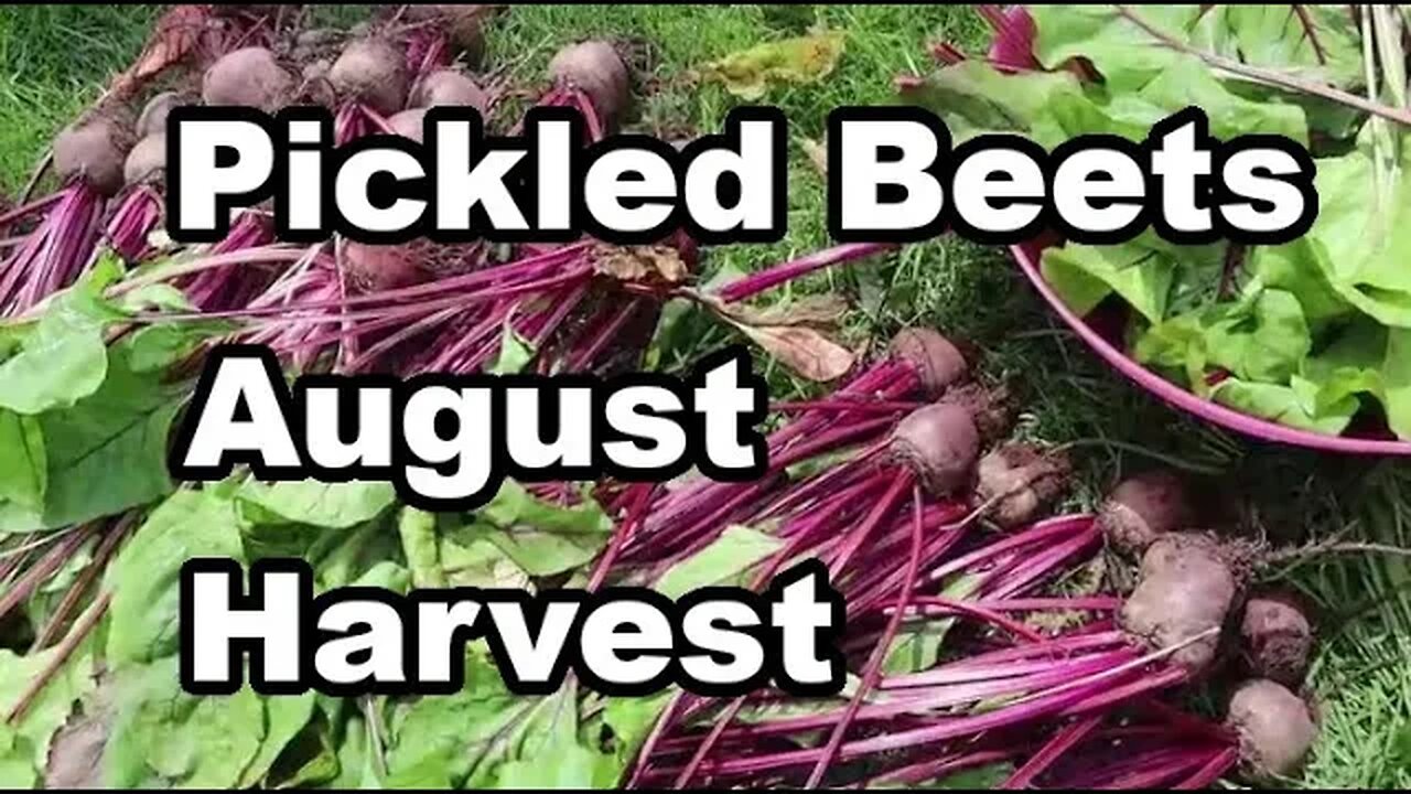 BEET HARVEST How to Pickle Beets in Apple Cider Vinegar Brine Recipe #homesteadgarden #beets