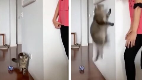 Cat Got Scared By Prank Done By Owner