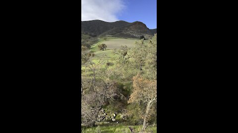 Hillside in Mount Diablo State Park